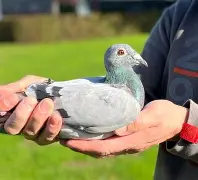 关于拉斯帕尔马斯中超顶级帽子戏法，球队主场大胜的信息