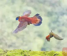 非洲擂台赛持续激烈，天王登场领军(非洲擂台赛持续激烈,天王登场领军是谁)